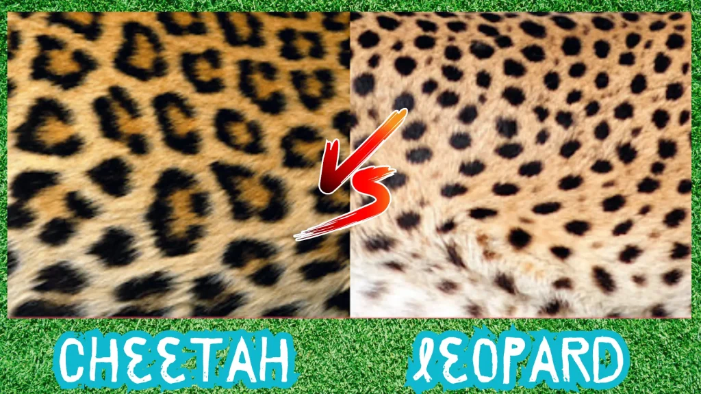 Leopard vs cheetah print on a spot