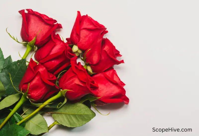 bunch of red roses
