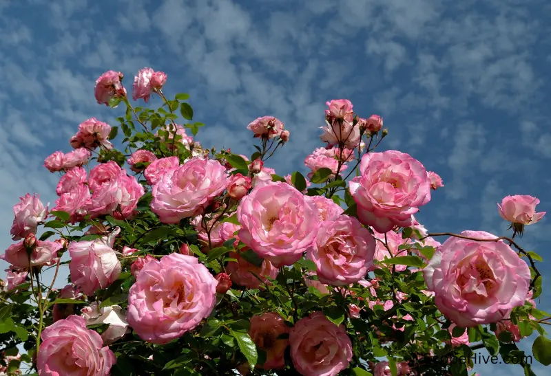 bunch of pink roses