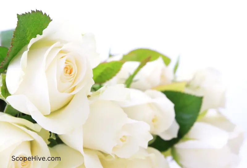 bunch of white roses