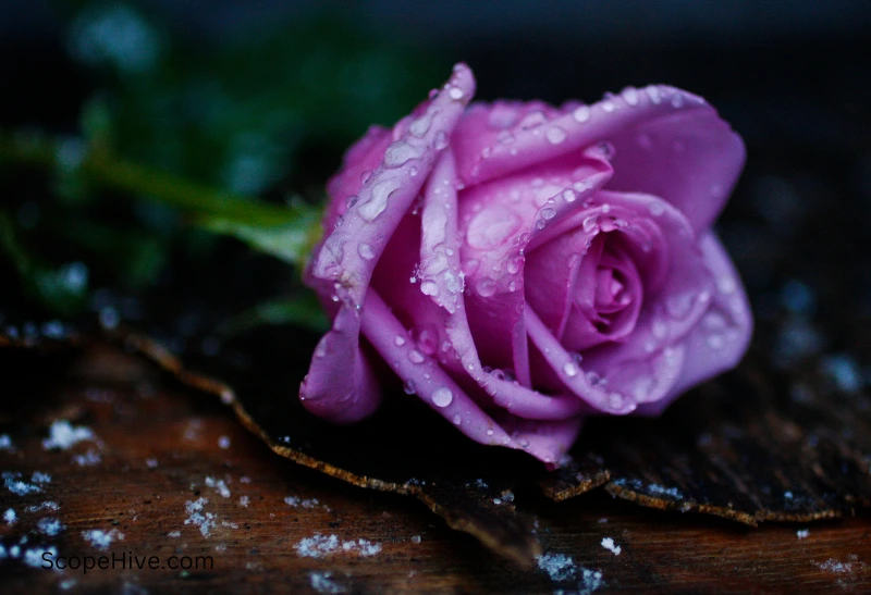 lavender roses