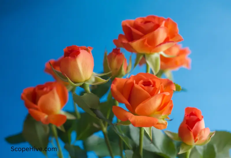 bunch of orange roses